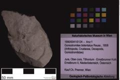 Foto (Objekt + Etiketten) von Goniodromites bidentatus (Reuss, 1858) (NHMW-GEO-1990-0041-0124)